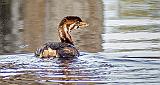 Juvenile Pied-billed Grebe_DSCF4808